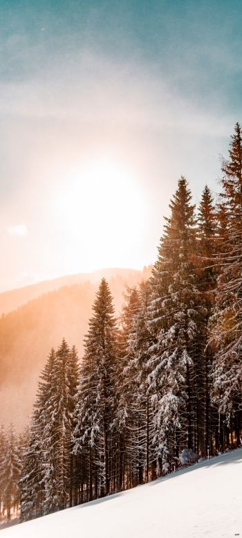 Обои 720x1600 снежный лес, рассвет, зима