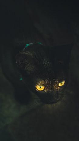 yellow eyes, cat Wallpaper 640x1136