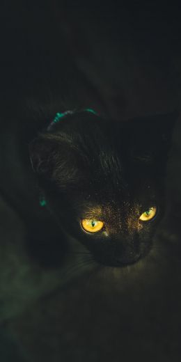 yellow eyes, cat Wallpaper 720x1440