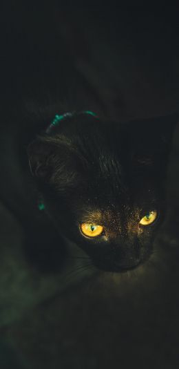 yellow eyes, cat Wallpaper 1440x2960