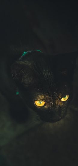 yellow eyes, cat Wallpaper 1440x3040