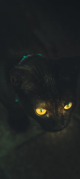 yellow eyes, cat Wallpaper 720x1600