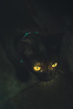 yellow eyes, cat Wallpaper 640x960