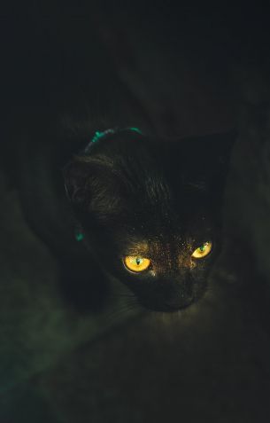 yellow eyes, cat Wallpaper 2078x3251