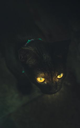 yellow eyes, cat Wallpaper 1752x2800