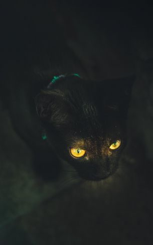 yellow eyes, cat Wallpaper 800x1280