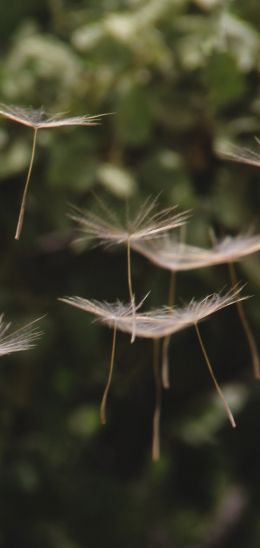 dandelion, seeds, weightlessness Wallpaper 720x1520