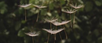 dandelion, seeds, weightlessness Wallpaper 2560x1080