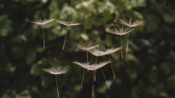 dandelion, seeds, weightlessness Wallpaper 1600x900