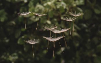dandelion, seeds, weightlessness Wallpaper 2560x1600