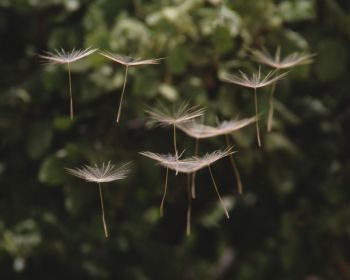 dandelion, seeds, weightlessness Wallpaper 1280x1024