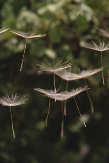 dandelion, seeds, weightlessness Wallpaper 640x960