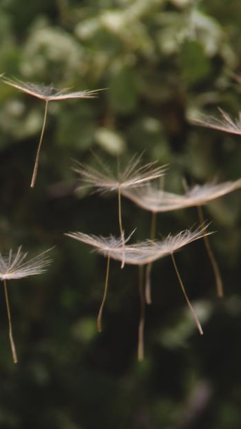 dandelion, seeds, weightlessness Wallpaper 640x1136
