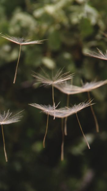 dandelion, seeds, weightlessness Wallpaper 1080x1920