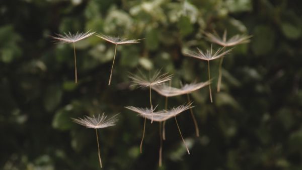 dandelion, seeds, weightlessness Wallpaper 2560x1440