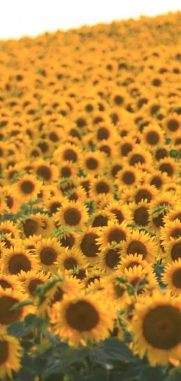 flower field, sunflower Wallpaper 720x1520
