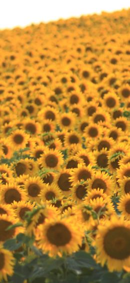 flower field, sunflower Wallpaper 1080x2340