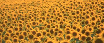 flower field, sunflower Wallpaper 3440x1440
