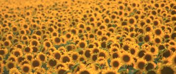 flower field, sunflower Wallpaper 2560x1080
