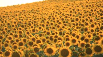 flower field, sunflower Wallpaper 1366x768