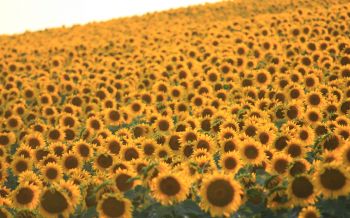 flower field, sunflower Wallpaper 2560x1600