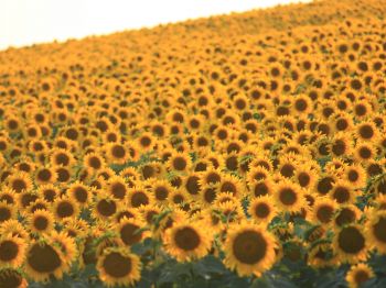flower field, sunflower Wallpaper 1024x768