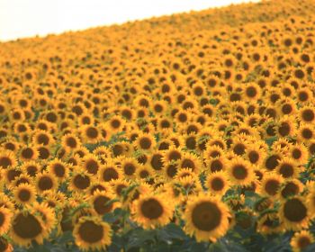 flower field, sunflower Wallpaper 1280x1024
