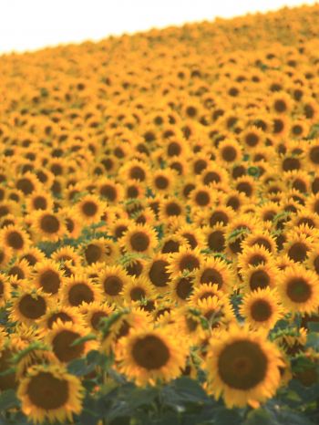 flower field, sunflower Wallpaper 1536x2048