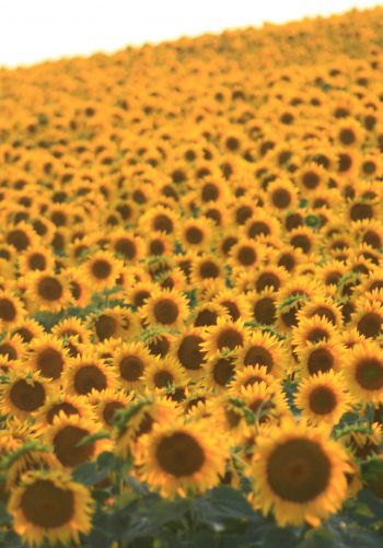 flower field, sunflower Wallpaper 1668x2388