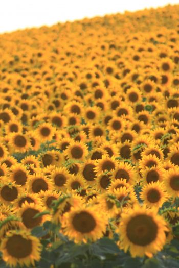 flower field, sunflower Wallpaper 640x960