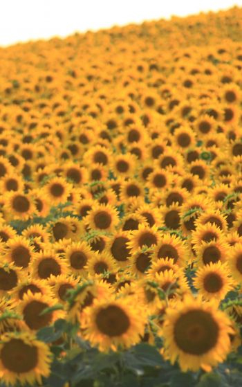 flower field, sunflower Wallpaper 1752x2800