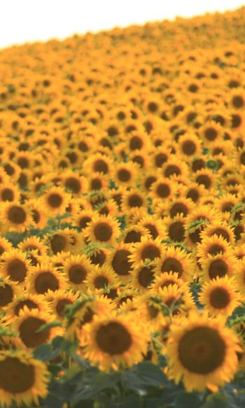 flower field, sunflower Wallpaper 1200x2000