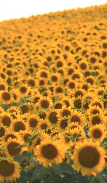 flower field, sunflower Wallpaper 600x1024