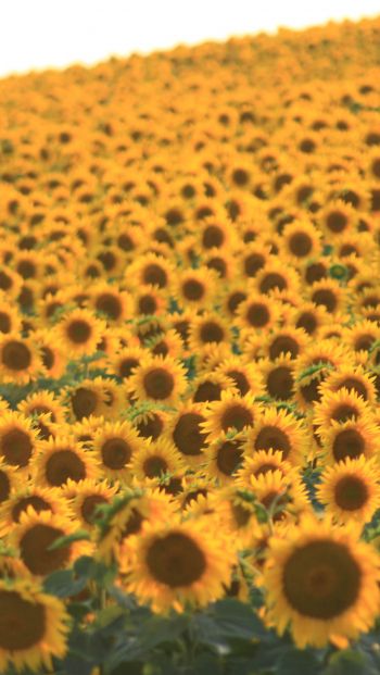 flower field, sunflower Wallpaper 640x1136