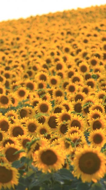 flower field, sunflower Wallpaper 1440x2560