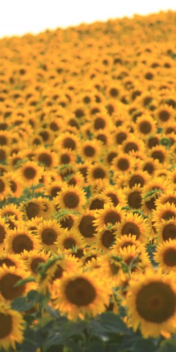 flower field, sunflower Wallpaper 720x1440
