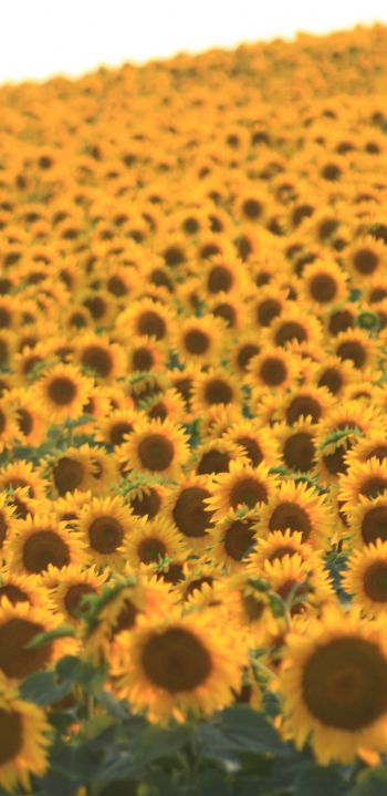 flower field, sunflower Wallpaper 1080x2220