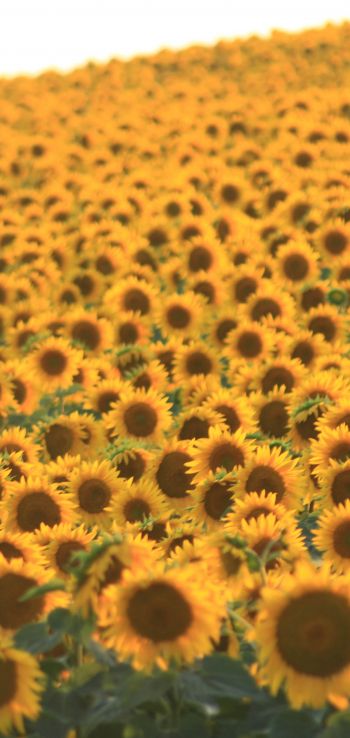 flower field, sunflower Wallpaper 1080x2280