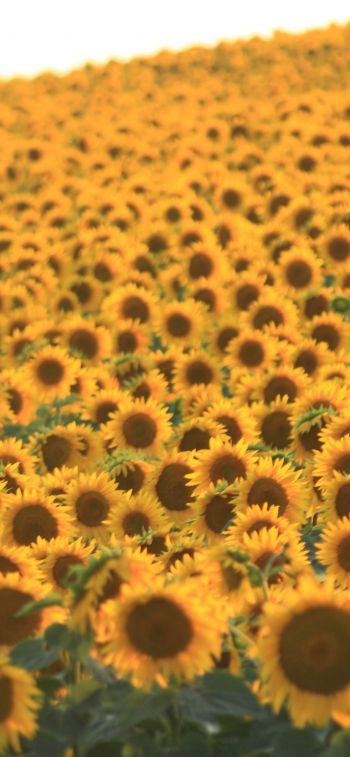 flower field, sunflower Wallpaper 1242x2688