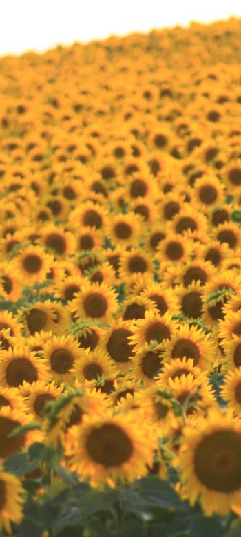 flower field, sunflower Wallpaper 1440x3200