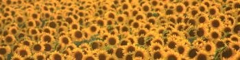 flower field, sunflower Wallpaper 1590x400