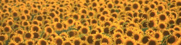 flower field, sunflower Wallpaper 1590x400