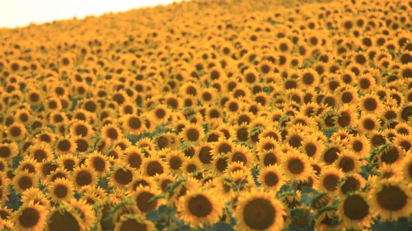 flower field, sunflower Wallpaper 2048x1152