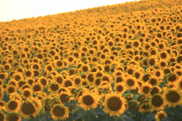 flower field, sunflower Wallpaper 5184x3456