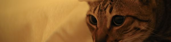 pet, look Wallpaper 1590x400