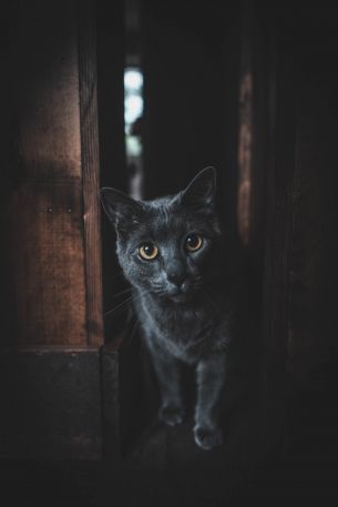 cat, yellow eyes Wallpaper 640x960