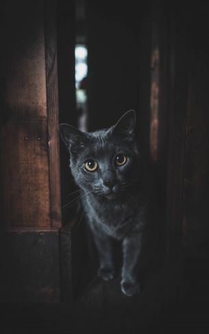 cat, yellow eyes Wallpaper 1752x2800