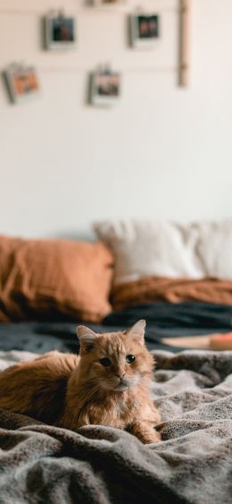 pet, look Wallpaper 1080x2340