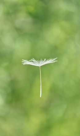 dandelion, seeds, green Wallpaper 600x1024