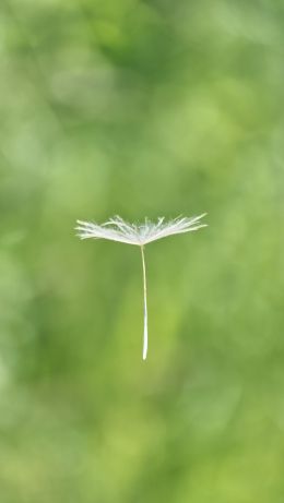 dandelion, seeds, green Wallpaper 640x1136